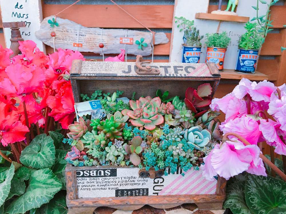 バルコニー/ベランダの画像 by 華さん | バルコニー/ベランダと多肉植物とみどりのある暮らしとGS LifeとボタニカルライフとGS多肉倶楽部とGS映えとナチュラルガーデンと広島タニラーとGS多肉クラブと多肉女子と多肉 Lifeとシクラメン大好きとLOVEGREENとLOVE GREENと花のある暮らしとプチプラガーデンと多肉寄せ植えと広島たにらーと寄せ植え_華と広島タニ友