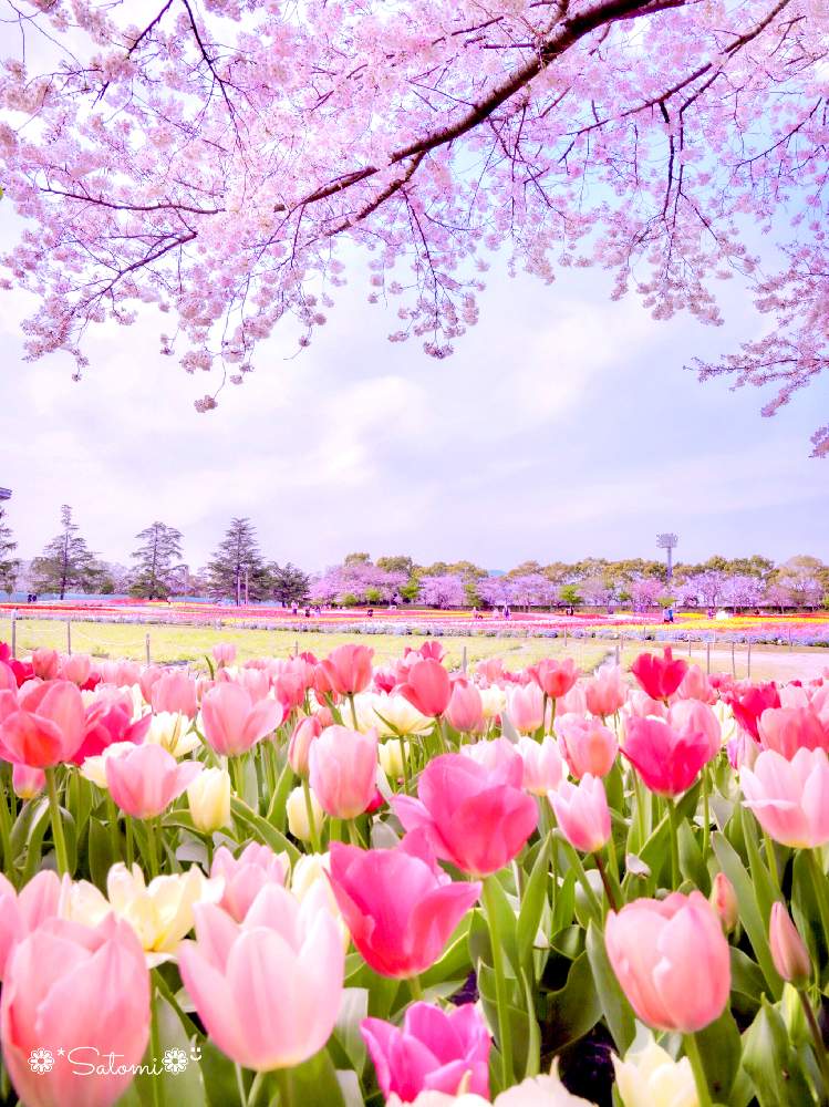 お出かけ先の画像 by satomiiさん | お出かけ先とカメラ女子と癒しと チューリップとさくら 桜 サクラとやさしい気持ちとチューリップフォトコン2020と2020桜フォトコン