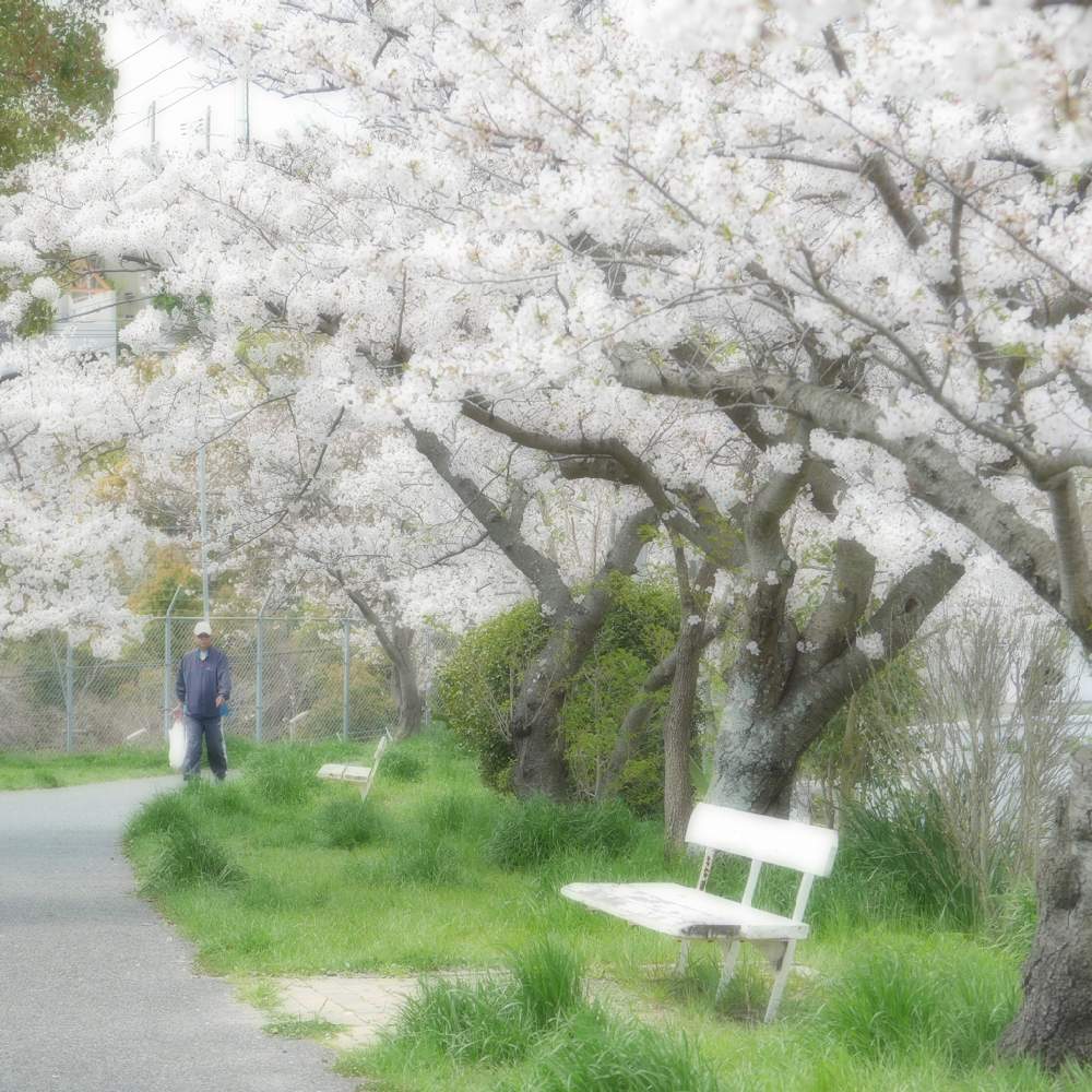 お出かけ先の画像 by 由美子さん | お出かけ先と桜 さくら サクラとみどりのある暮らしとご近所さんと2020桜フォトコンと桜祭り2020とLUMIX gf7とミラーレス一眼と花のある暮らしと火曜ベンチと頑張れ兵庫♡