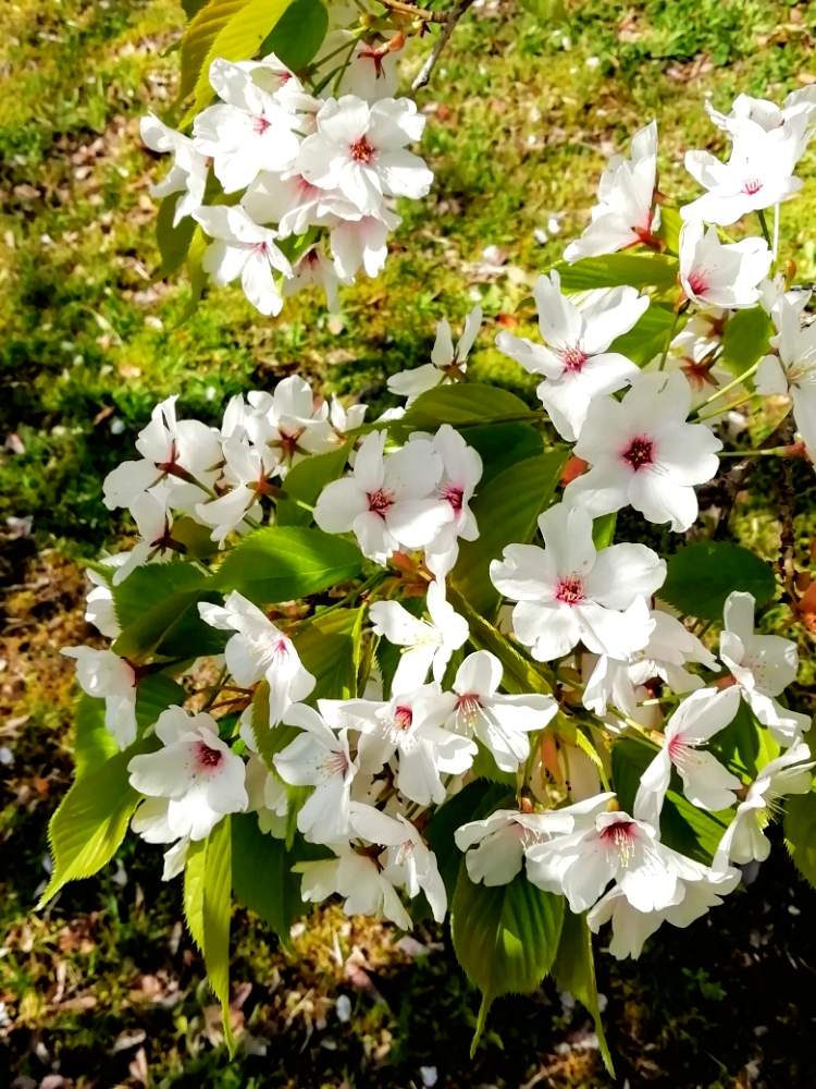 お出かけ先の画像 by mom.sさん | お出かけ先と実家の近くと春爛漫!と花のある暮らしと桜晴れ!☀️とさくら桜サクラ