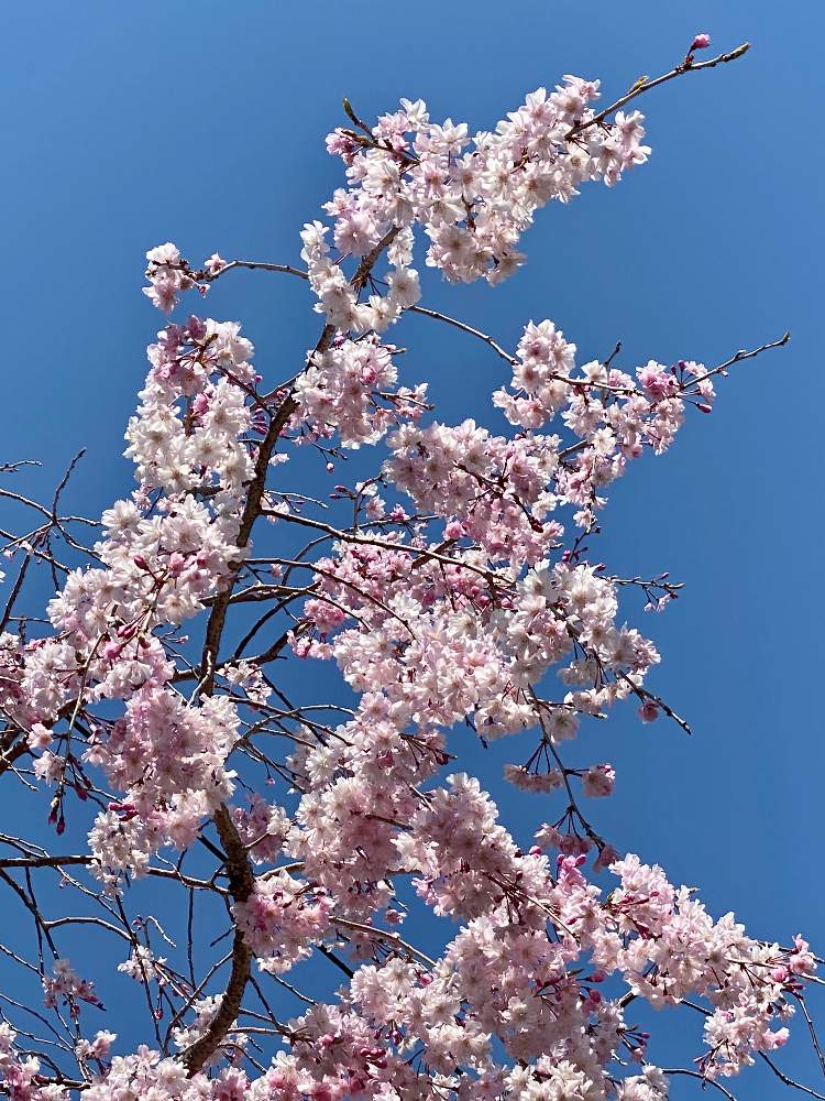 車庫の画像 by なおさん | 車庫と枝垂れ桜と植物愛がとまらないと2020桜フォトコンとよろしくお願いしますと植物大好きとピンク❤︎ピンクと大好きと植中毒とさくら 桜 サクラとはるが来た!と小さな幸せ♡とうれしい!と可愛いと花のある暮らしと青空