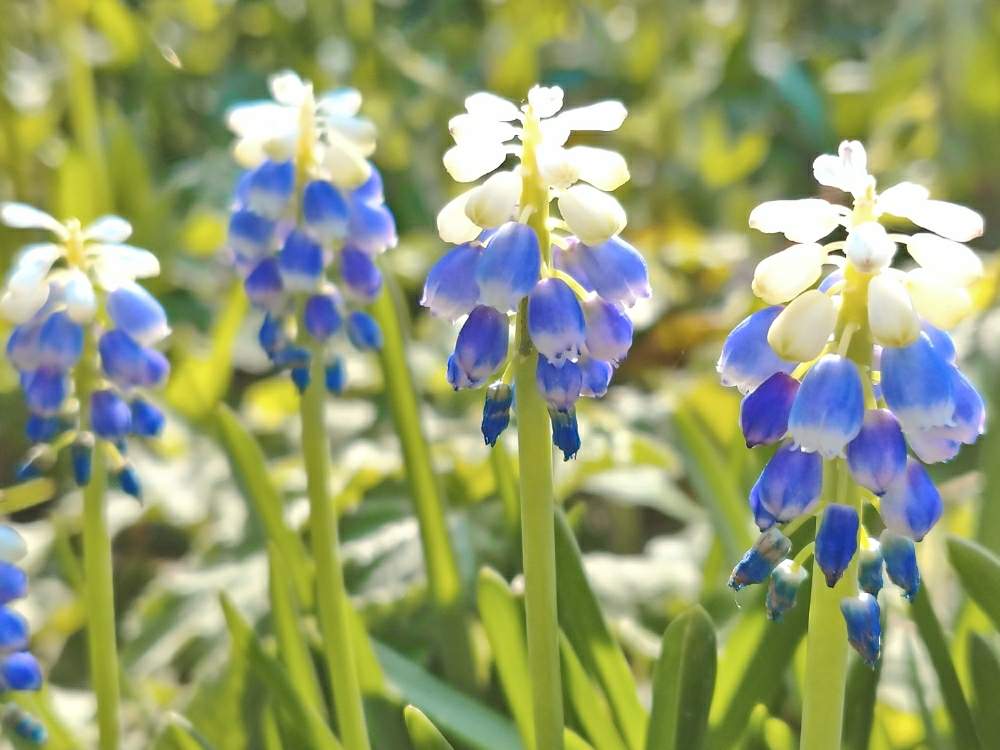 お出かけ先の画像 by toshi17さん | お出かけ先とムスカリとしあわせ色とスマホ撮影とかわいい♡とお写んぽとBlue Worldと植物園巡りと華やかと可憐とGS映えと癒される♪と爽やか~と元気色と綺麗とレア??と鮮やか と初めましてと花のある暮らしと接写と北山緑化植物園とstay home