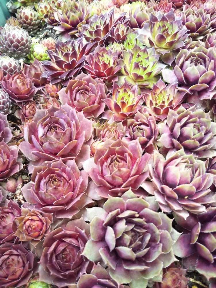 車庫の画像 by はははさん | 車庫と多肉屋敷と多肉植物と観葉植物とセンペルビウム属とマーズ・と紅葉多肉と紫牡丹・と群生派とsempervivumとおうち園芸と多肉花壇とセンペルビブムと多肉棚