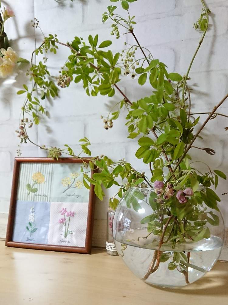 デスクの画像 by naopyiさん | デスクとアケビと花のある暮らしと植物のある暮らしと頂き物のグリーン