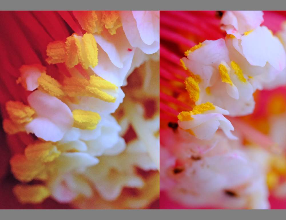 広い庭の画像 by センニンさん | 広い庭と卜半椿(月光椿)とおうち園芸と『おうち園芸』フォトコンテスト