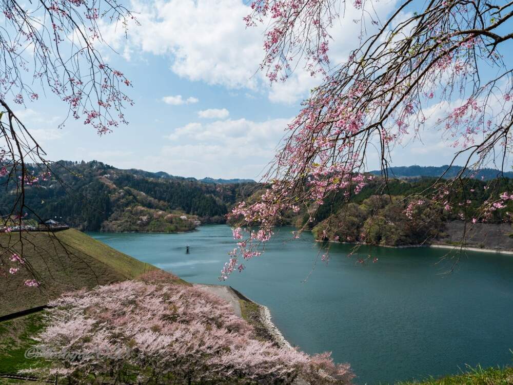 お出かけ先の画像 by もと(^^;さん | お出かけ先とソメイヨシノとしだれ桜とピンクの花と相模原と2020桜フォトコン