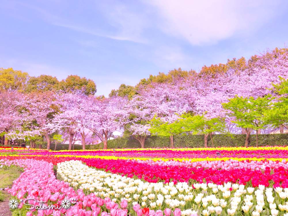 お出かけ先の画像 by satomiiさん | お出かけ先とカメラ女子と癒しと チューリップとさくら 桜 サクラとやさしい気持ちとチューリップフォトコン2020と2020桜フォトコン