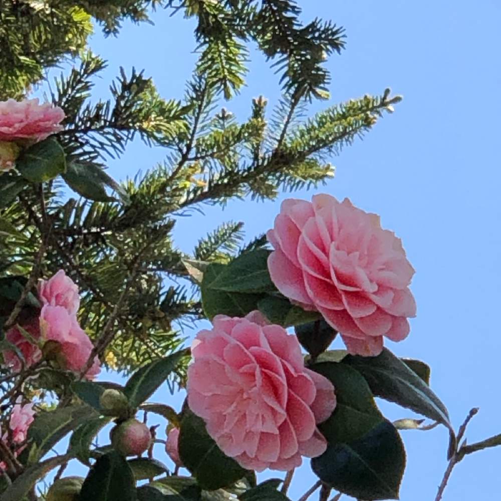 の画像 by My植物図鑑さん | ツバキ 乙女椿と今が見頃の花と道端徘徊同盟と緊急事態宣言と元気を頂く花と良く晴れた日とユキツバキ系と春の暖かい日とツバキ科と妻と二人の散策とツバキ属と日本人の真価が問われる時と心癒される花とキュン死祭りと花に癒される日々と春らしい日と見応えのある花と風が心地良い