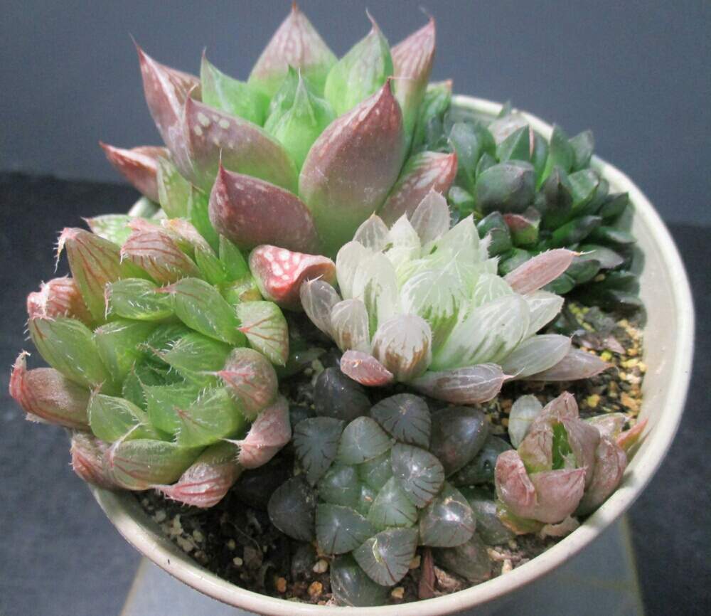 棚の画像 by tanikuharuさん | 棚と多肉中毒と多肉植物と観葉植物とハオルの寄せ植えと我が家の多肉と多肉大好きと植中毒と今日の一枚と多肉初心者