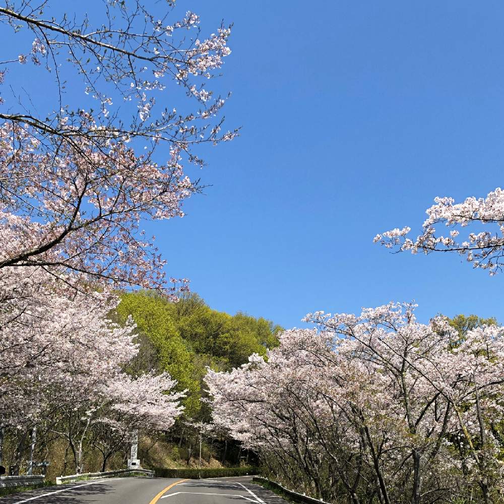 の画像 by My植物図鑑さん | サクラ 染井吉野とサクラ属と今が見頃の花と道端徘徊同盟と緊急事態宣言と元気を頂く花と良く晴れた日と春の暖かい日と日本人の真価が問われる時と心癒される花とバラ科とキュン死祭りと花に癒される日々と春らしい日と見応えのある花と風が心地良い