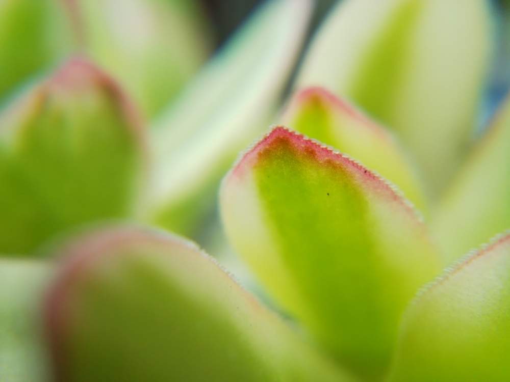 小さな庭の画像 by はははさん | 小さな庭と多肉屋敷と多肉植物と観葉植物とクラッスラ属とおうち園芸と天狗の舞錦・と紅葉多肉と花のある暮らしと群生派