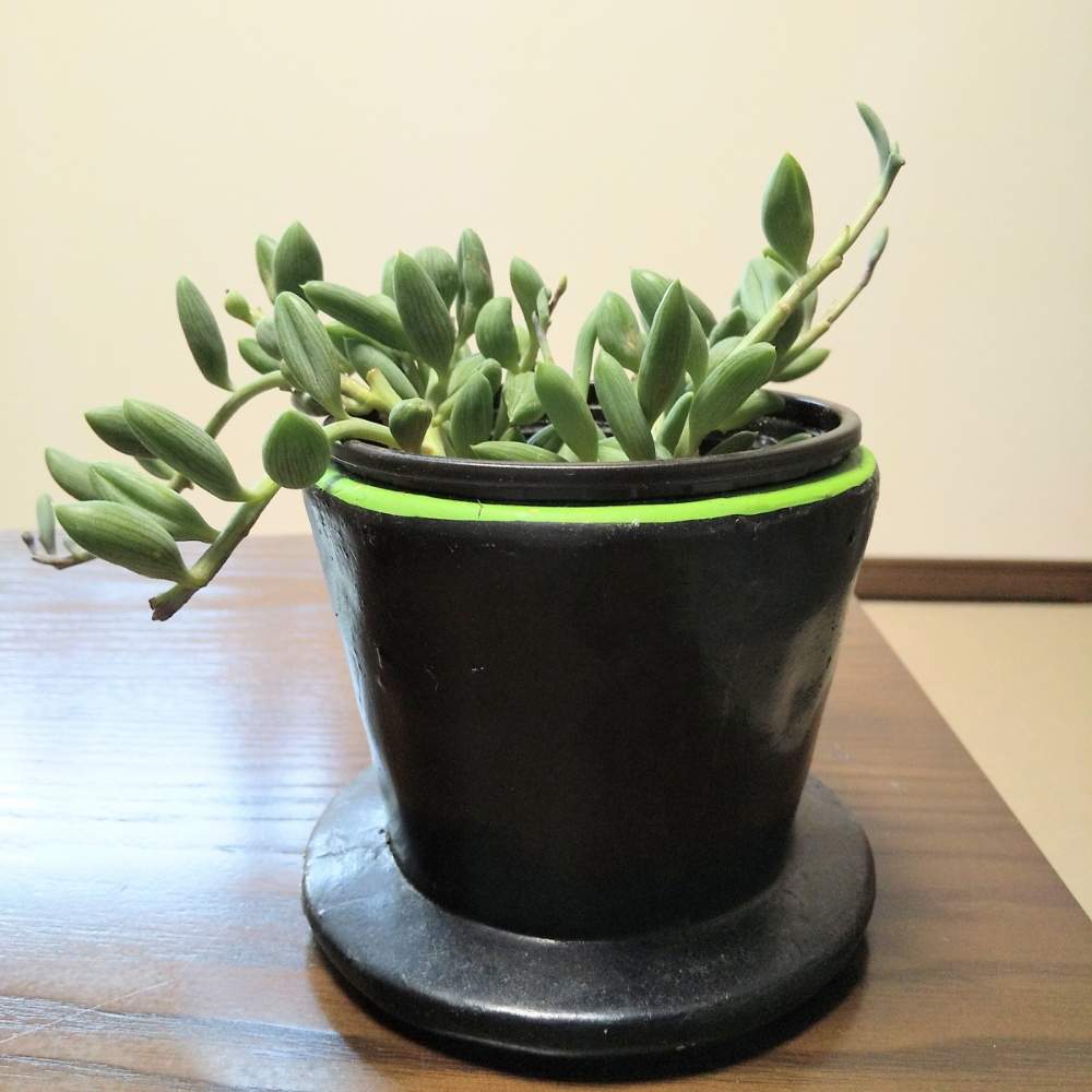 部屋の画像 by ☆りん☆さん | 部屋とアーモンドネックレスと生命力とNO GREEN NO LIFEと植欲が止まらないと癒しと植物中毒と癒し空間と大きくな〜れ!とネックレスの日