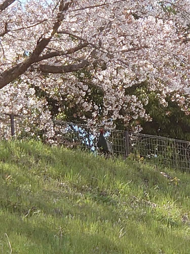 お出かけ先の画像 by Qooさん | お出かけ先とソメイヨシノとピンクの花と花のある暮らしと甲斐犬とク〜ちゃんの散歩コース