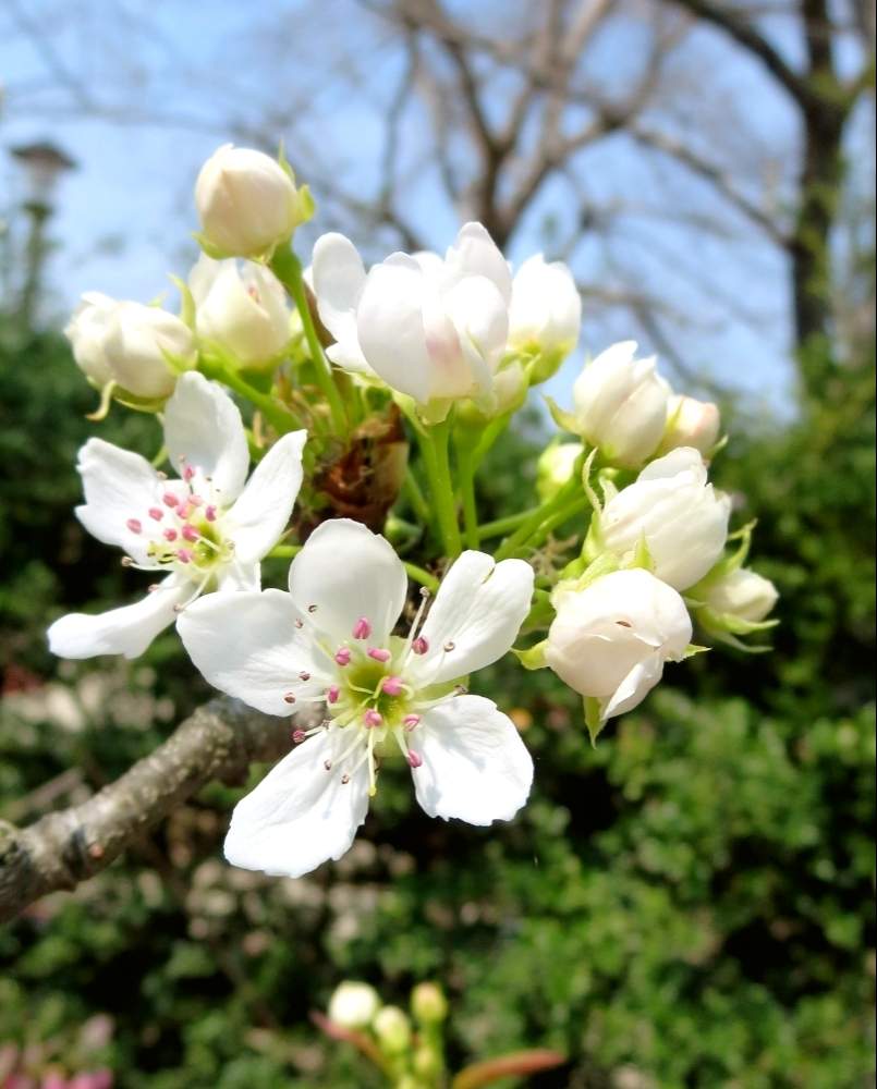 お出かけ先の画像 by ぺこりん♪さん | お出かけ先とナシと公園の樹木と樹木の花と樹木と公園とGS映えと珍しいとGS日和と散歩とボタニカルスポットとおでかけ先ときれいな色と風景とかわいいと白い花とお散歩とかわいいな♡と安城デンパークと青空とお出かけ先にて