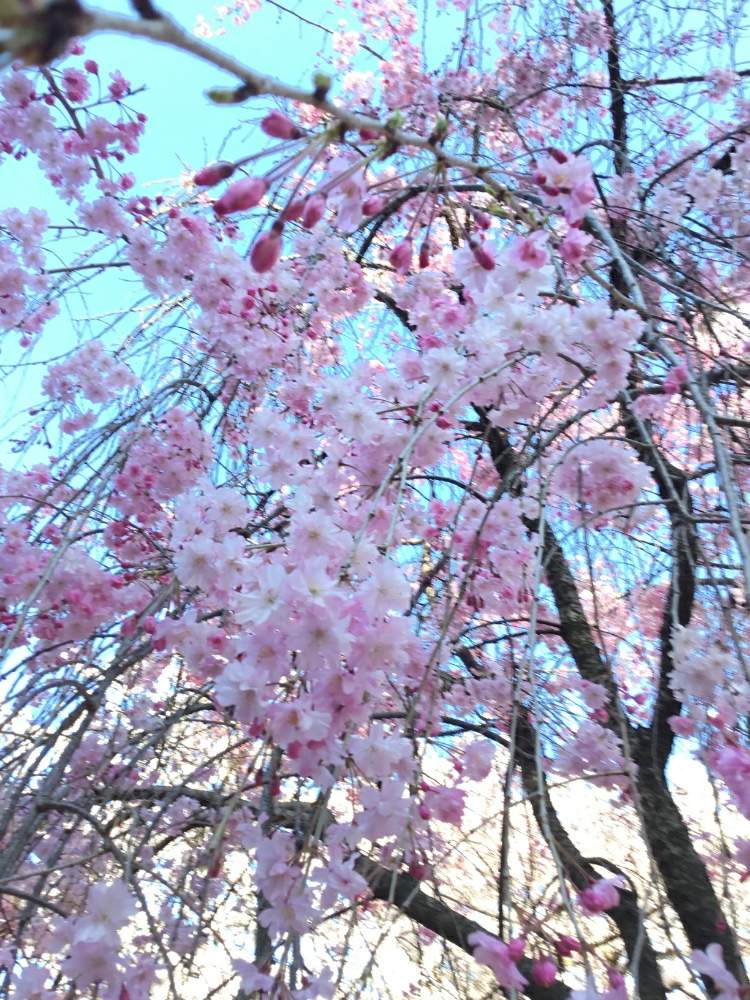 お出かけ先の画像 by ゆりあさん | お出かけ先と桜と2020桜フォトコンと希望と御縁と感謝とお悔やみとこんな時こそ花をと祈りとお見舞いとお疲れ様でした