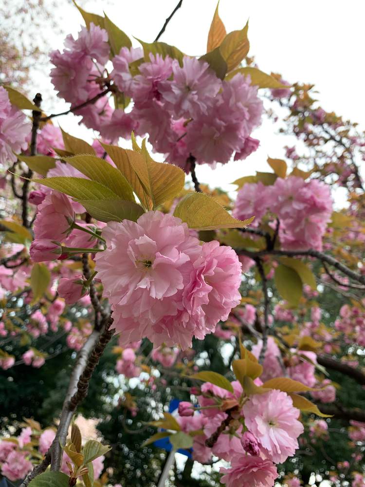 お出かけ先の画像 by 六花さん | お出かけ先と癒しとおさんぽと駒沢公園と生花と桜の花♡ときれいな景色とピンク系のお花