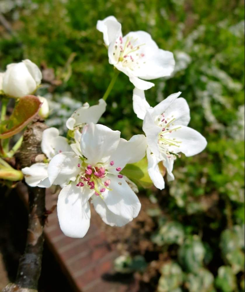 お出かけ先の画像 by ぺこりん♪さん | お出かけ先とナシと公園の樹木と樹木の花と樹木と公園とGS映えと珍しいとGS日和と散歩とボタニカルスポットとおでかけ先ときれいな色と風景とかわいいと白い花とお散歩とかわいいな♡と安城デンパークとお出かけ先にて