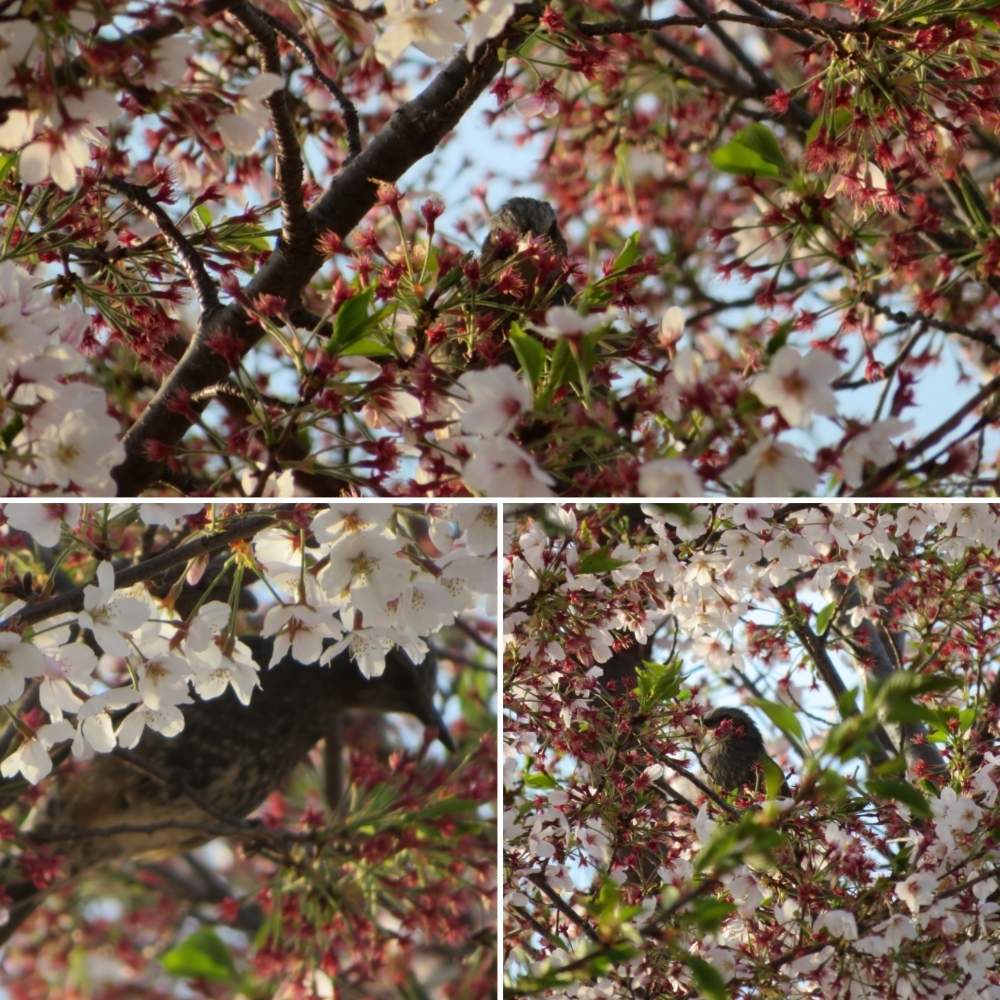 お出かけ先の画像 by さいたまつぼみさん | お出かけ先とさくら サクラ 桜と埼玉万歳とピンクの花と魂込めてみたと野鳥と埼玉県とお散歩