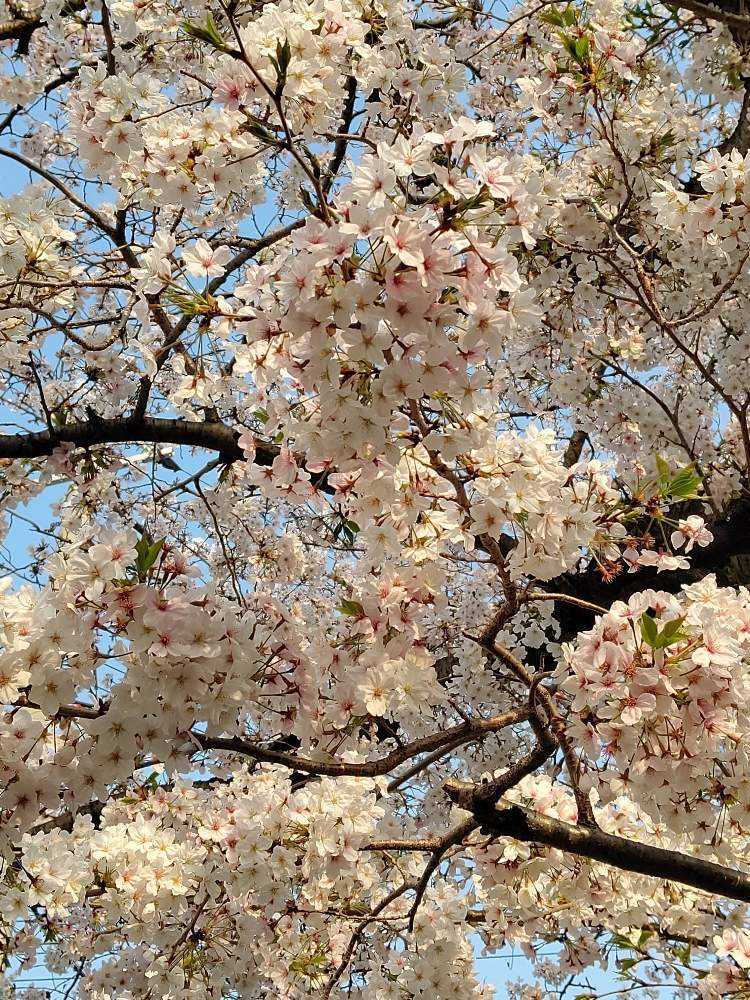 広い庭の画像 by 珊瑚さん | 広い庭とサクラと兵庫県と2020桜フォトコンと新型コロナウィルスに負けるなとコロナに負けるな!と神戸垂水とGS有料化反対!と花のある暮らしと桜 さくら サクラサクとコロナ現場医師の悲痛な叫び