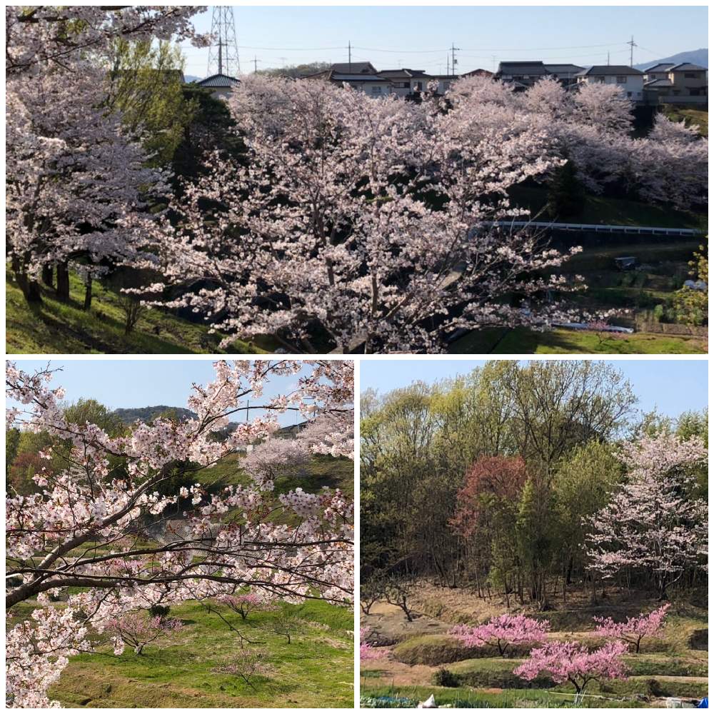お出かけ先の画像 by ぶぶちゃんさん | お出かけ先と染井吉野と桃の花と清水白桃と果物王国とあったかくなりましたと食い気と季節の花と季節感満載と花のある暮らし