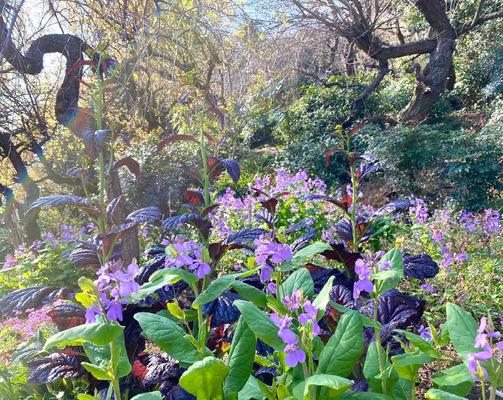 お出かけ先の画像 by ミニマさん | お出かけ先と花のある暮らしと植物のある暮らしと開花中と梅の木坂