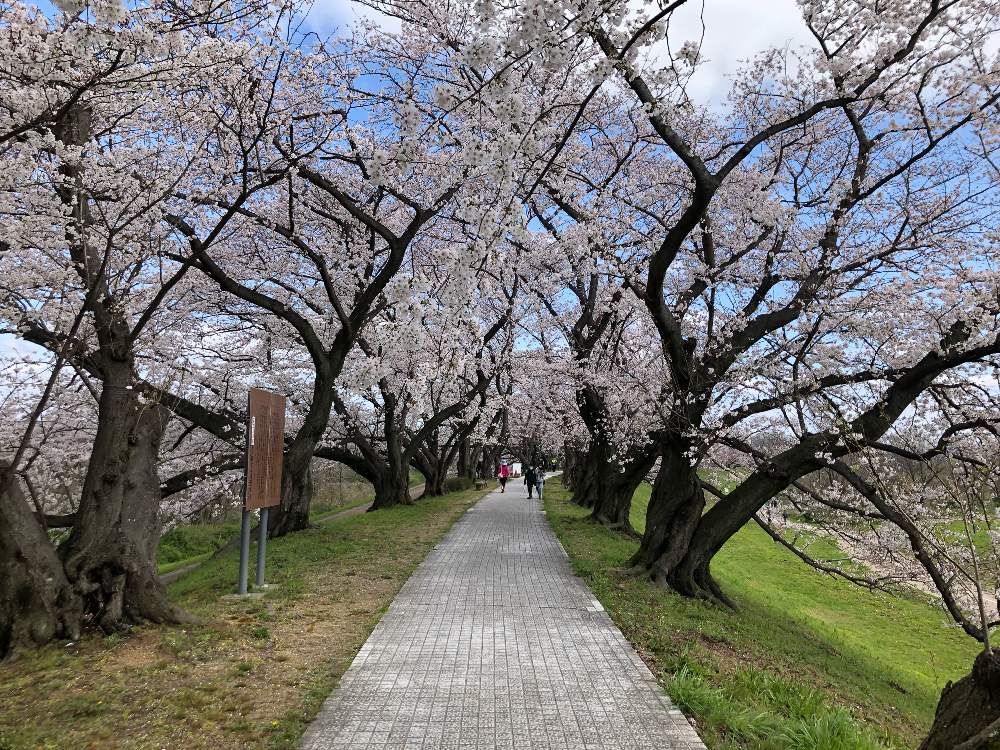 お出かけ先の画像 by ただちんの我が家の庭さん | お出かけ先と背割堤の桜