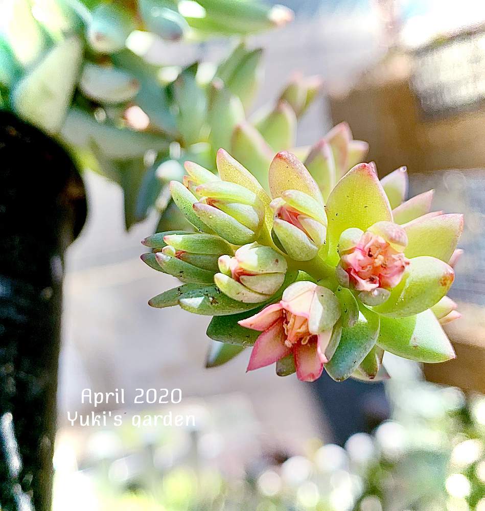 小さな庭の画像 by ゆきさんさん | 小さな庭と樹氷と多肉植物とセデベリア属と葉っぱのある暮らしと葉っぱとおうち園芸と植中毒と多肉女子と可愛いと花のある暮らしと#うちで過ごそうとチーム愛知とおひとり様とiPhone撮影