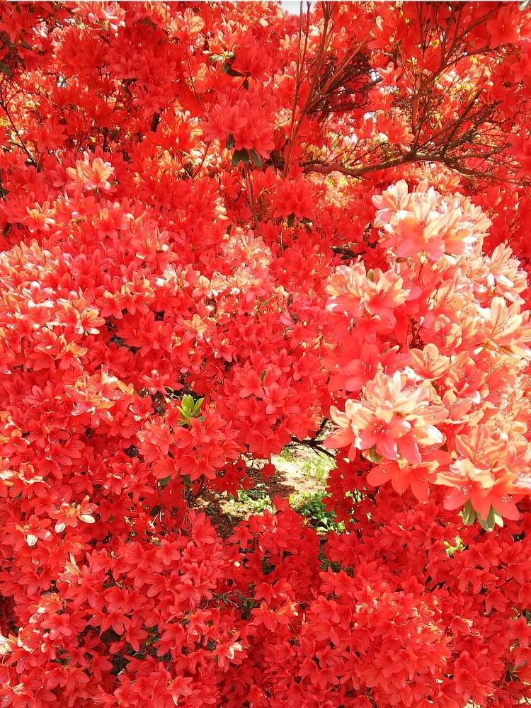お出かけ先の画像 by sizさん | お出かけ先と開花と観察と暖かくと#つつじと満開とまだまだ咲きますと鮮やか と花見と花のある暮らしと色彩