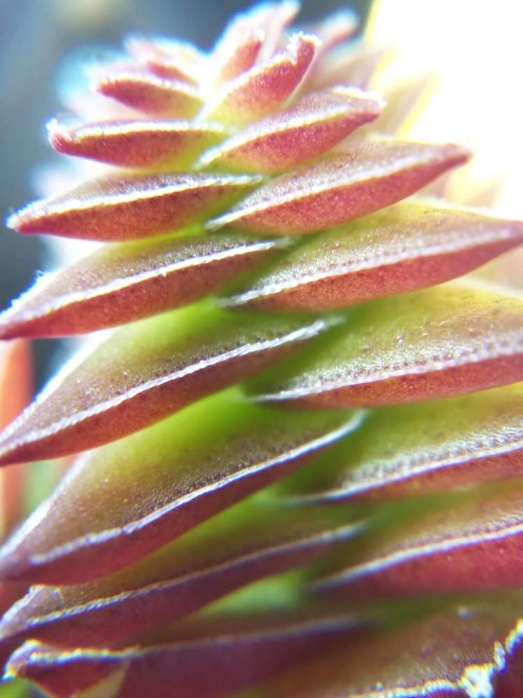 小さな庭の画像 by はははさん | 小さな庭と多肉屋敷と多肉植物と観葉植物とクラッスラ属とおうち園芸と紅葉多肉と花のある暮らしと群生派と 茜の塔