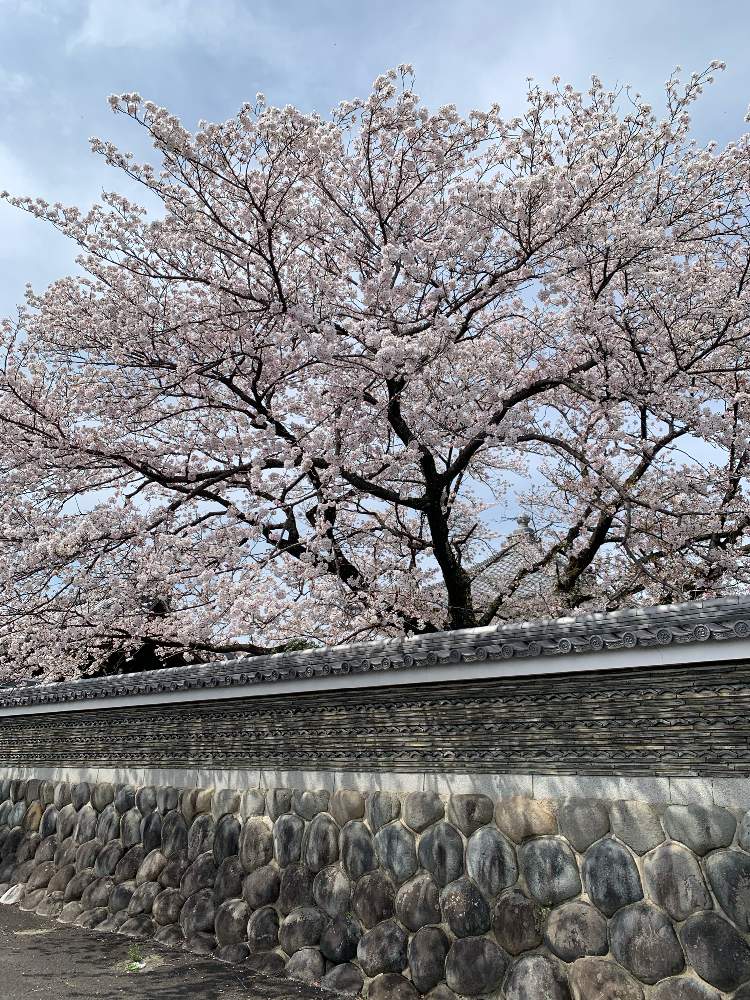 お出かけ先の画像 by ちなママさん | お出かけ先と桜 さくらと散歩中と2020桜フォトコン