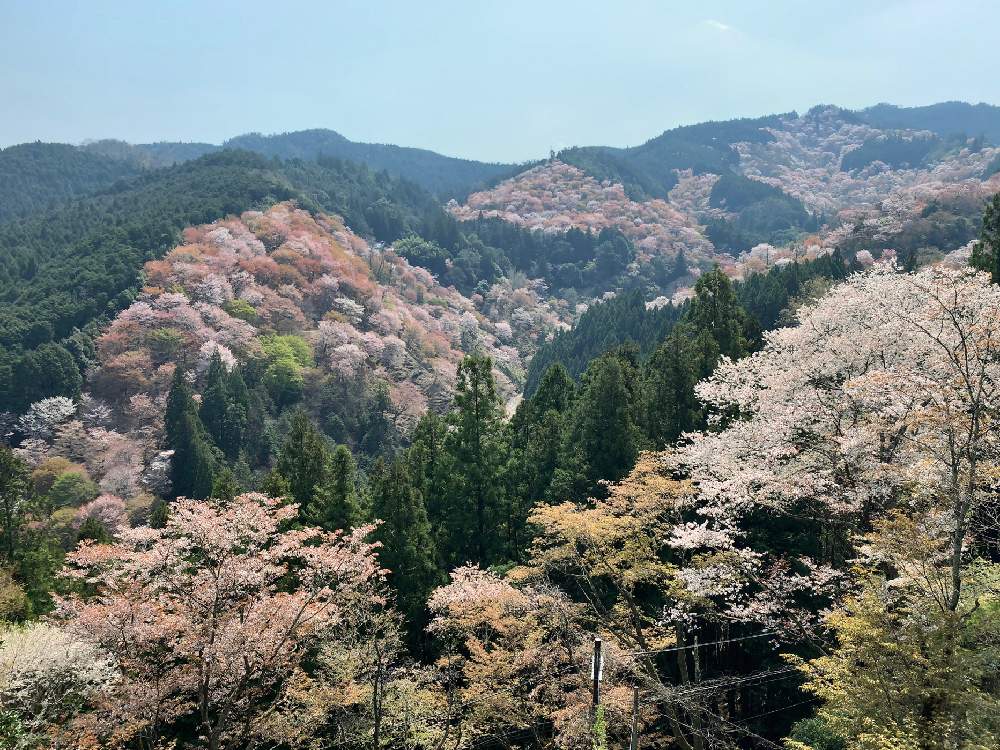 お出かけ先の画像 by Okavangoさん | お出かけ先と春・大和路と2020桜フォトコンと春・萌ゆとWonderful JAPANと桜・もも・ピンクと吉野山