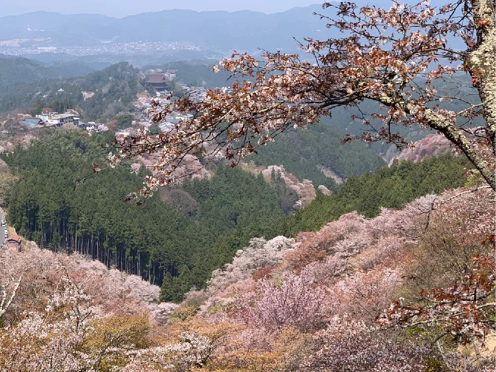 お出かけ先の画像 by Okavangoさん | お出かけ先とさくら サクラ 桜と春・大和路とWonderful JAPANと春・萌ゆと2020桜フォトコンと吉野山