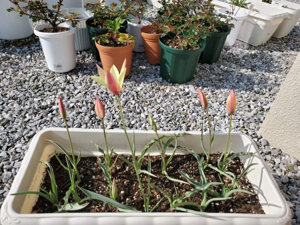 小さな庭の画像 by にょさん | 小さな庭と原種チューリップ・クルシアナ シンシアと『秋植え球根2020』フォトコンテストと初めての球根とおうち園芸とガーデニング初心者とガーデニングと花のある暮らしとガーデニング一年生