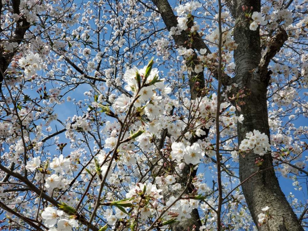 お出かけ先の画像 by にょさん | お出かけ先とさくら サクラ 桜と2020桜フォトコン