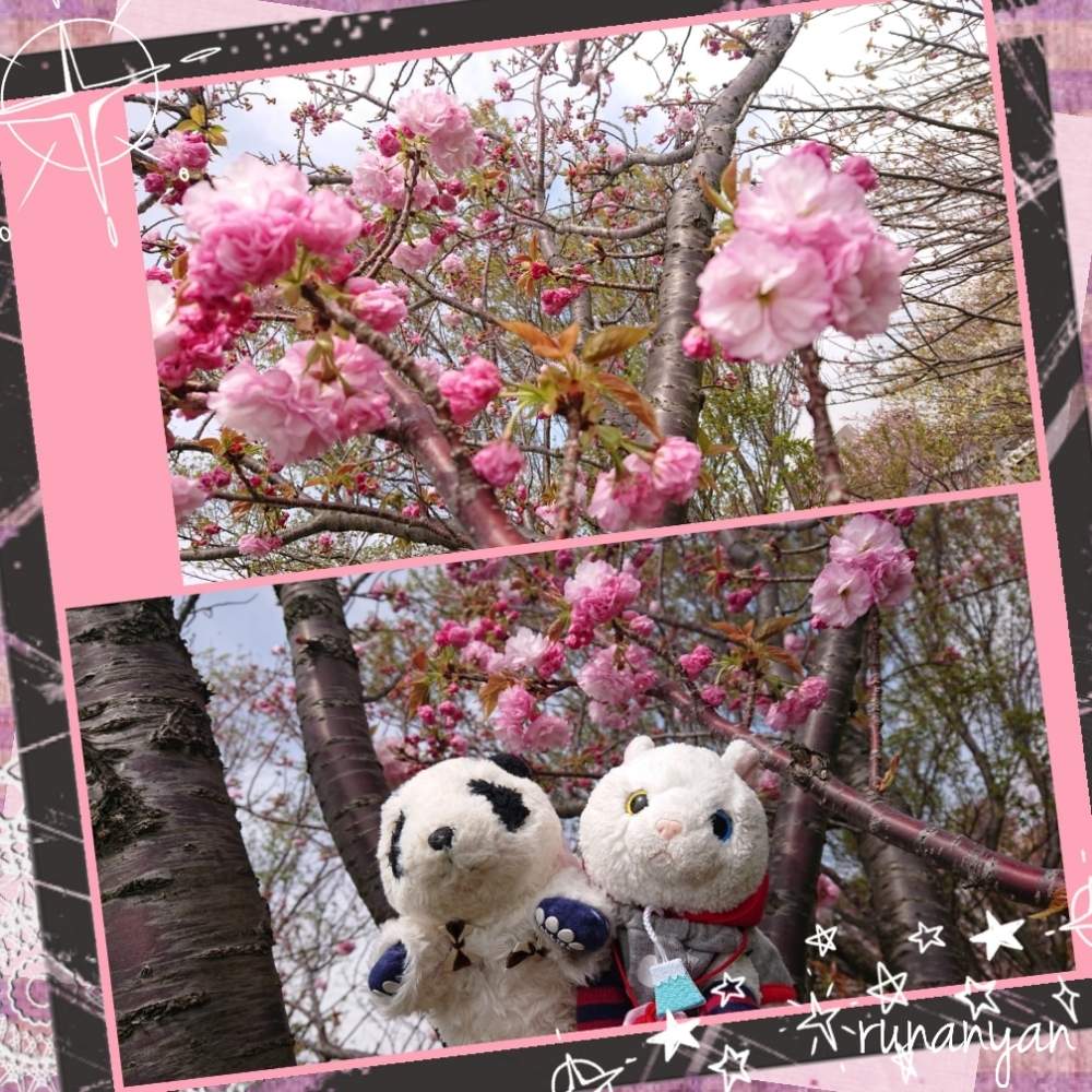 お出かけ先の画像 by るなにゃんさん | お出かけ先と八重桜フクロクジュと花さんぽとご近所さんぽ、とぬいぐるみと八重桜*とご近所とみるくと八重桜 フクロクジュとぬい撮り