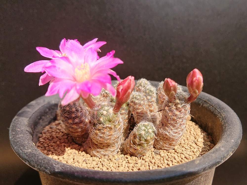 小さな庭の画像 by botanicallifeさん | 小さな庭とマミラリア サボアエとサボテン科とbotaサボ