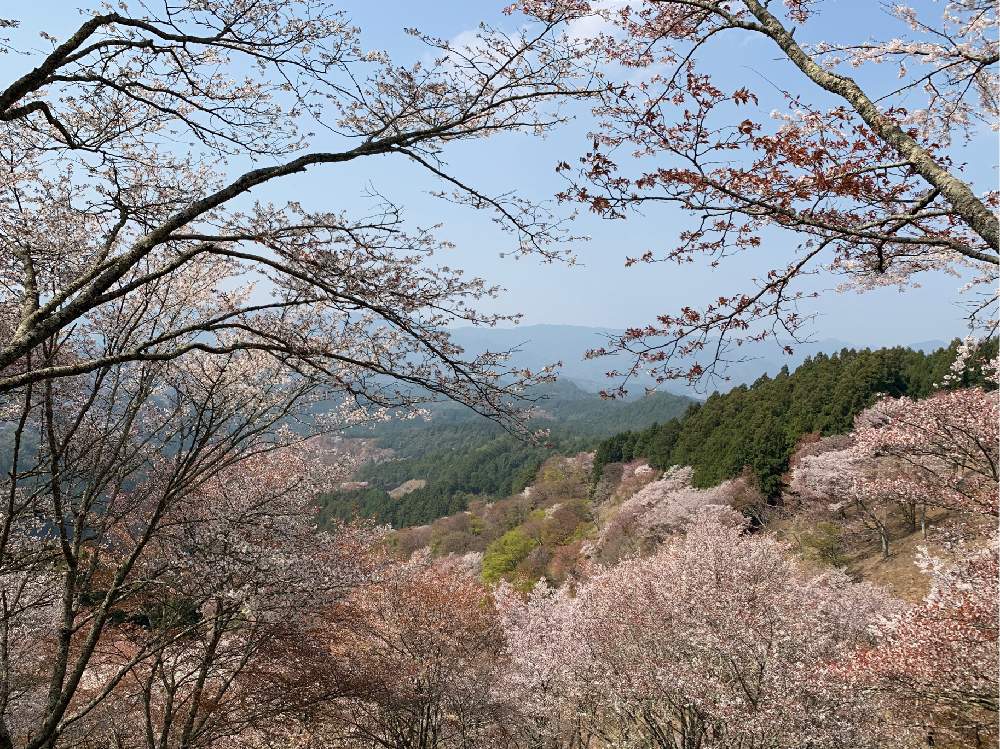 お出かけ先の画像 by Okavangoさん | お出かけ先とさくら サクラ 桜と春・大和路と2020桜フォトコンと春・萌ゆとWonderful JAPANと桜・もも・ピンクと吉野山