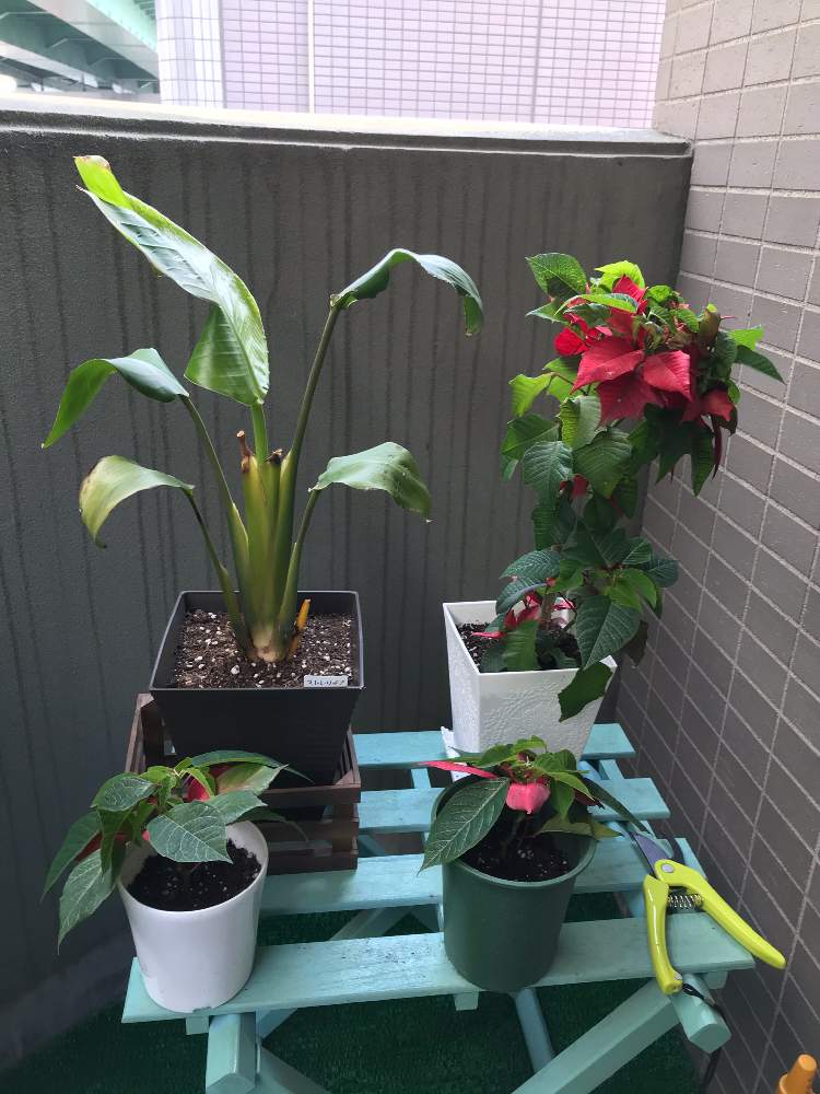 バルコニー/ベランダの画像 by モンスーテーラーさん | バルコニー/ベランダと観葉植物と植物男子とわが家の観葉植物❢とミドリストと観葉植物初心者とおうち園芸と『おうち園芸』フォトコンテストとストレリチア・オーガスタとポインセチア 赤とチーム愛知