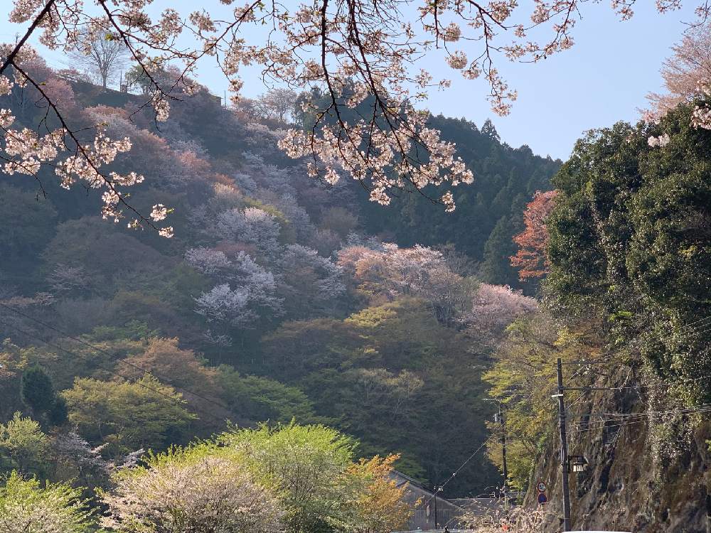 お出かけ先の画像 by Okavangoさん | お出かけ先とさくら サクラ 桜と春・大和路と2020桜フォトコンと春・OSAKAと春・萌ゆとWonderful JAPANと桜・もも・ピンクと吉野山
