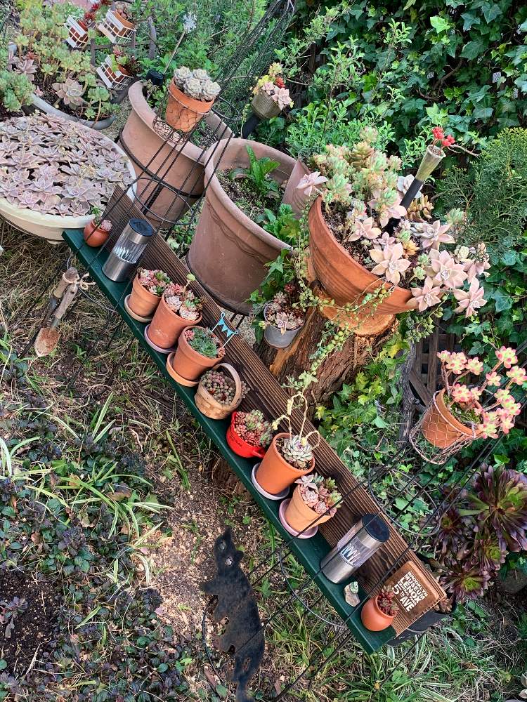 の画像 by ゆかりんさん | 多肉植物とアイビー❇︎とお庭改造と多肉のある暮らしとおうち園芸と『おうち園芸』フォトコンテストと多肉女子と多肉棚と多肉寄せ植え