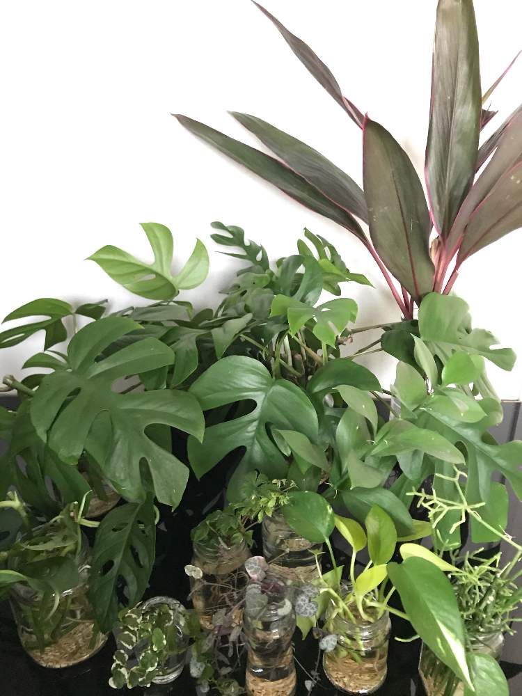 の画像 by nicoさん | あれやこれやと観葉植物と成長記録と根っことn⁂102とn⁂103とn⁂006とヒメモンステラ挿し木とn⁂007