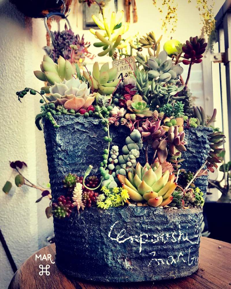 の画像 by まーるさん | 多肉植物とハンドメイド 鉢とリメ缶と多肉植物寄せ植えとリメ缶・リメ鉢と多肉寄せ植え