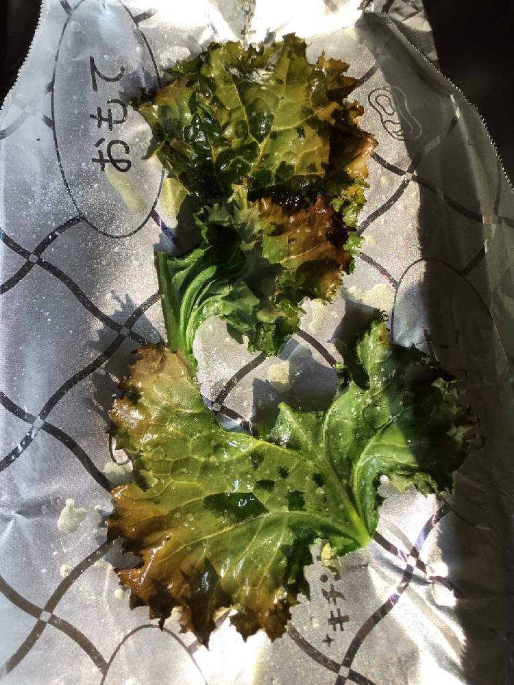 キッチンの画像 by Seiko@garden2さん | キッチンと ケールとたねからの幸せとタネから育てた♡とタキイ種苗とおうち園芸と家庭菜園奮闘日記