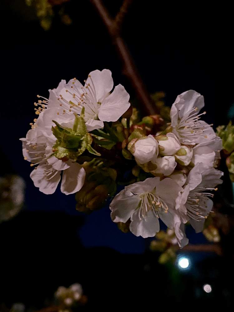 小さな庭の画像 by なおさん | 小さな庭とアメリカンチェリー レーニアと植物愛がとまらないと2020桜フォトコンとよろしくお願いしますと植物大好きと大好きと植中毒とさくら 桜 サクラとはるが来た!と小さな幸せ♡とうれしい!と可愛いと小さい花と花のある暮らしと白い花