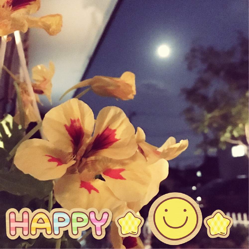 玄関の画像 by うめこさん | 玄関と季節のお花といいお天気♪ととってもキレイ♡とキュンキュン乙女倶楽部