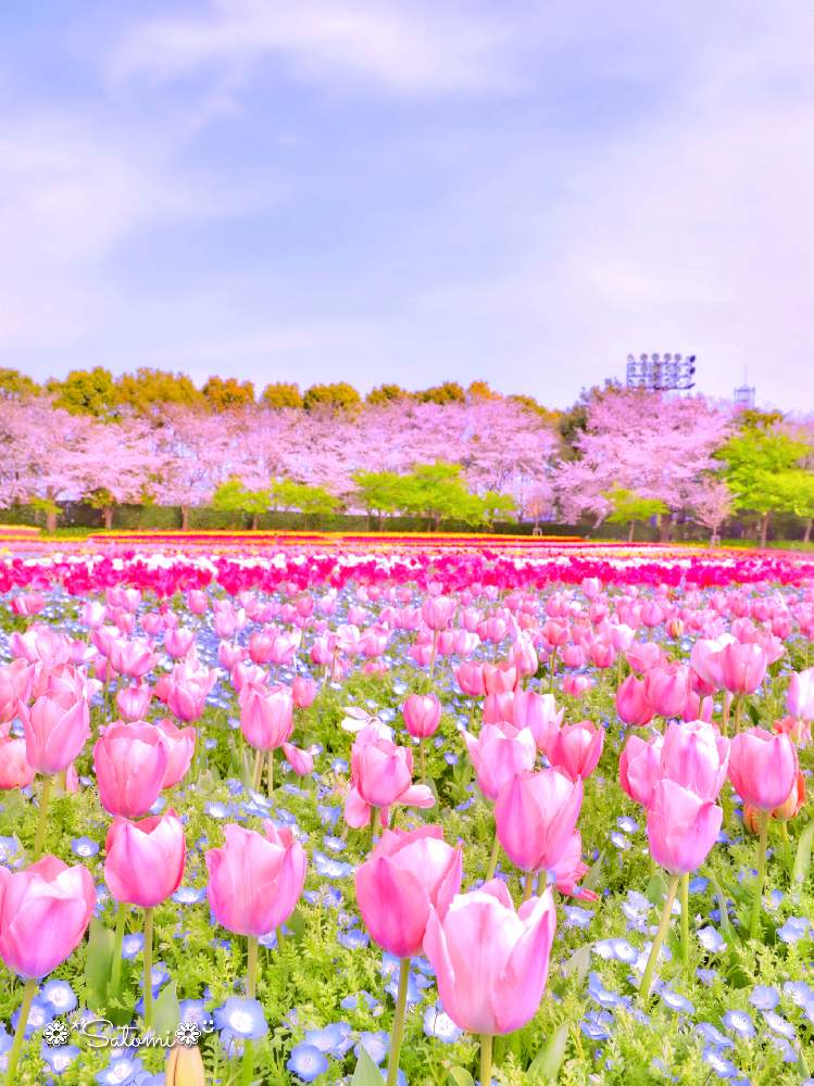 お出かけ先の画像 by satomiiさん | お出かけ先とカメラ女子と癒しと チューリップとさくら 桜 サクラとやさしい気持ちとチューリップフォトコン2020と2020桜フォトコン