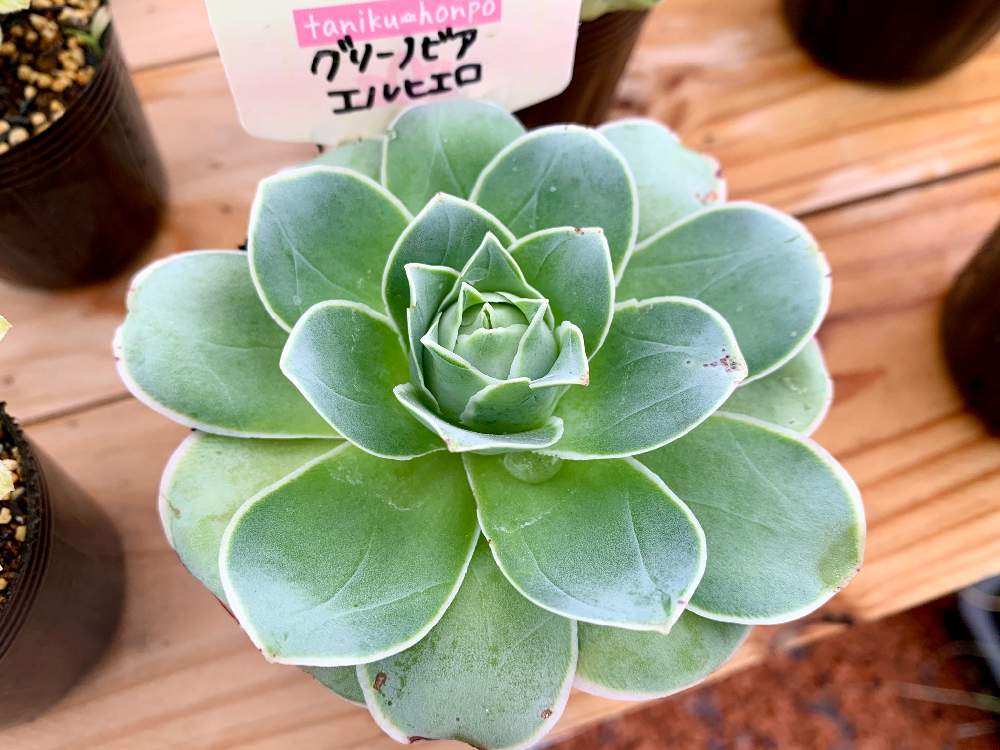 畑の画像 by Flower Villageさん | 畑と横浜タニラーと臨時休業とタニパトとグリーノビア エルヒエロと多肉大好きと神奈川タニラーとボタニカルアートと多肉植物のある暮らしと多肉植物販売と植中毒とグリーノビア属とフラワービレッジと多肉女子とエルヒエロとタニラーと観葉植物のある暮らしと韓国苗とflowervillageと葉っぱアートとボタニカルショップ