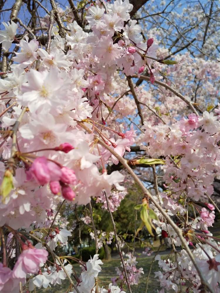 お出かけ先の画像 by じゅんさん | お出かけ先と枝垂れ桜♡と2020桜フォトコンとピンクの花とかれんな花とこんなときこそお花を飾ろうとさくら 桜 サクラといやし♡とはなやかと自然の美と花いきいき元気と美しい✨✨とオリンピックのサルビアを救いたいと花のある暮らしと新型コロナウィルスの終息を願いますとコロナに負けるな!とコロナ現場医師の悲痛な叫び