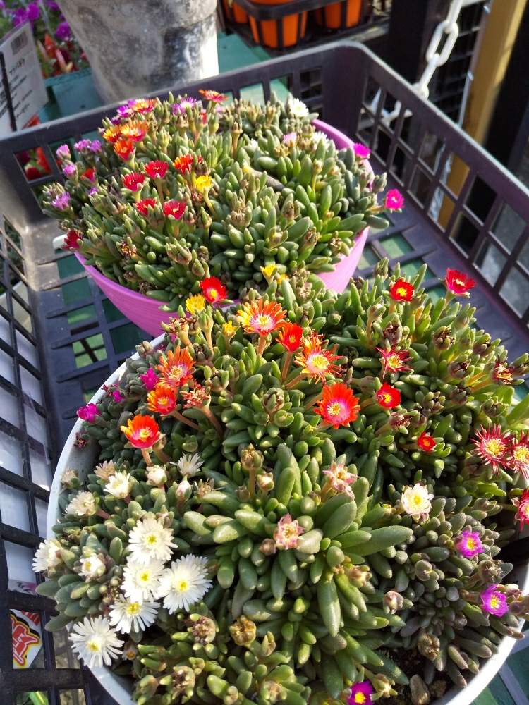お出かけ先の画像 by じゅんさん | お出かけ先とピンクの花と赤い花❤とマツバギクのお花とかれんな花とこんなときこそお花を飾ろうといやし♡とはなやかと自然の美と白いお花と花いきいき元気と美しい✨✨とオリンピックのサルビアを救いたいと花のある暮らしと マツバギク