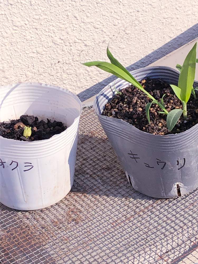 小さな庭の画像 by ジョーですさん | 小さな庭とオクラとキュウリとたねからの幸せと知りたがりとオクラ♡と猫すきとおうち園芸と家庭菜園奮闘日記とGREEN UP!